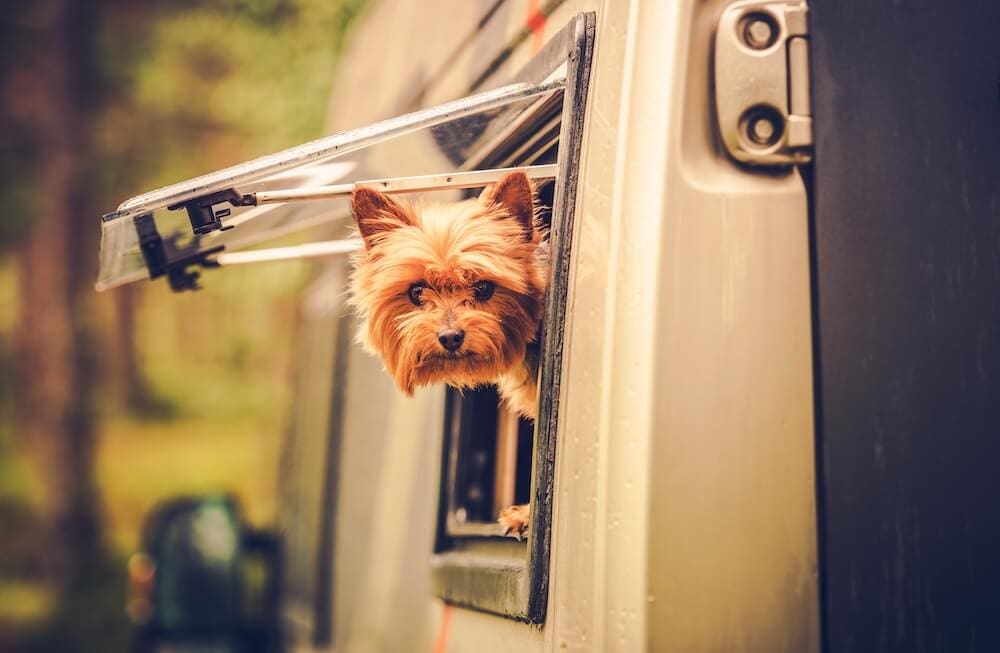 Pamper Your Pet While RVing